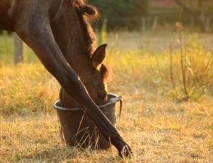 brown horse and black pail thumbnail