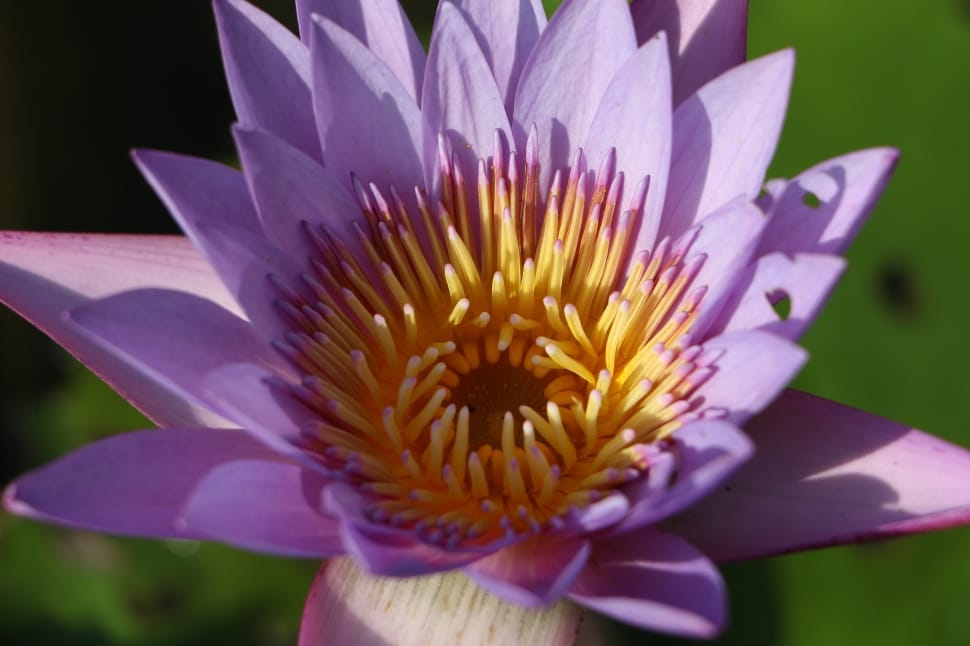 close-up photography of purple petaled flower preview