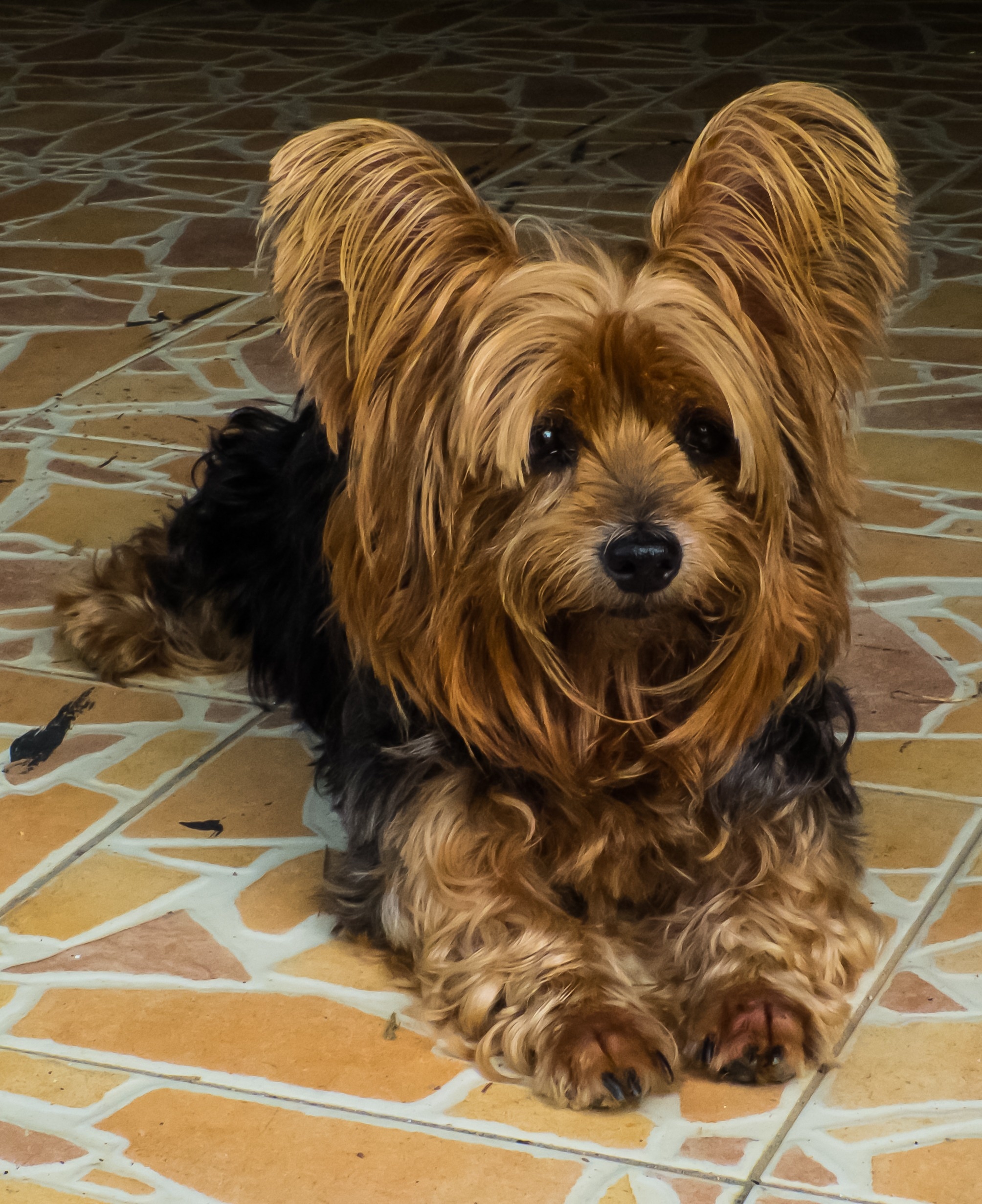 Yorkshire terrier black and 2024 tan