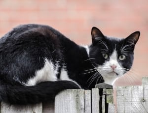 black and white tabby cat thumbnail