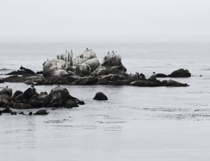 greyscale photography of rock on seashore thumbnail