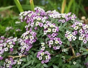 white and purple bergenia thumbnail