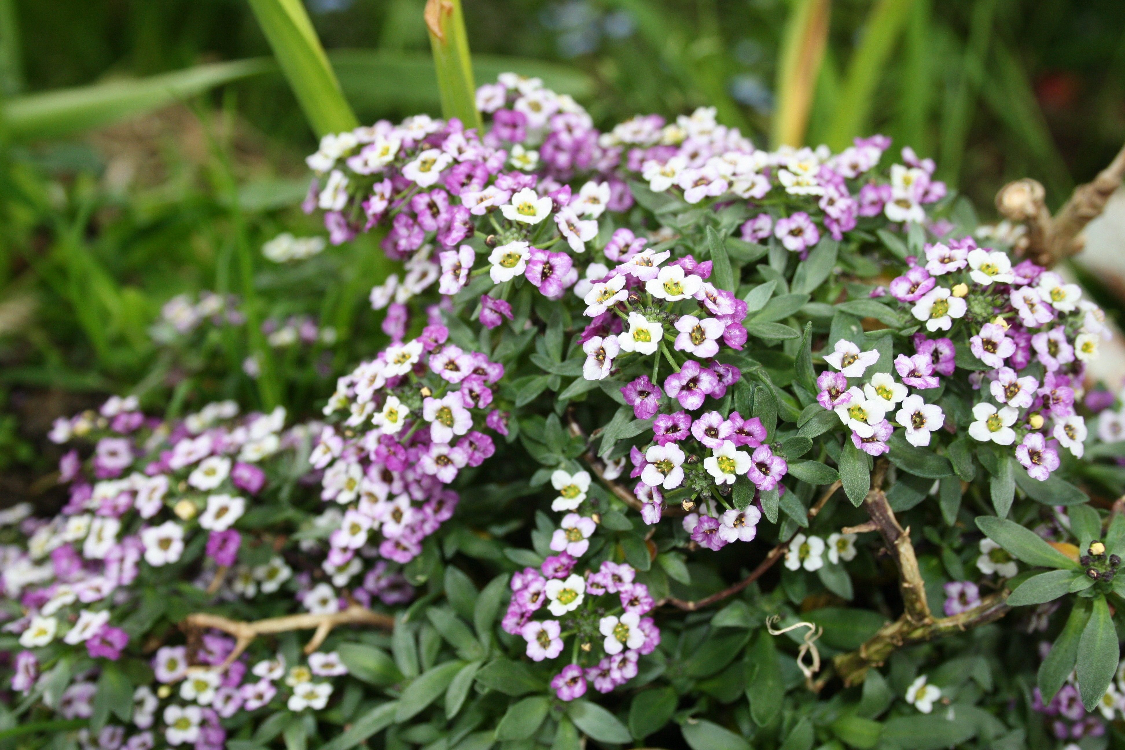 white and purple bergenia