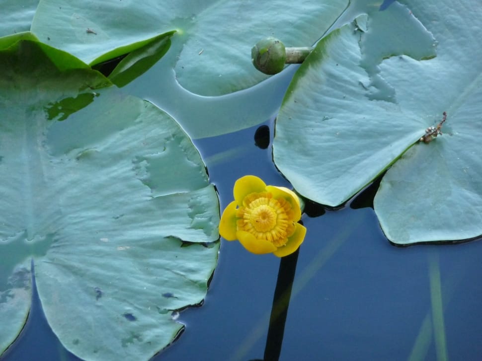 yellow lotus flower bud preview