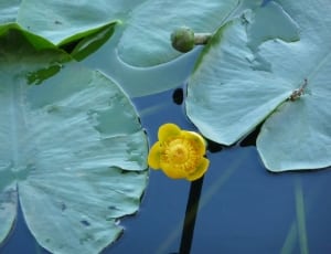 yellow lotus flower bud thumbnail