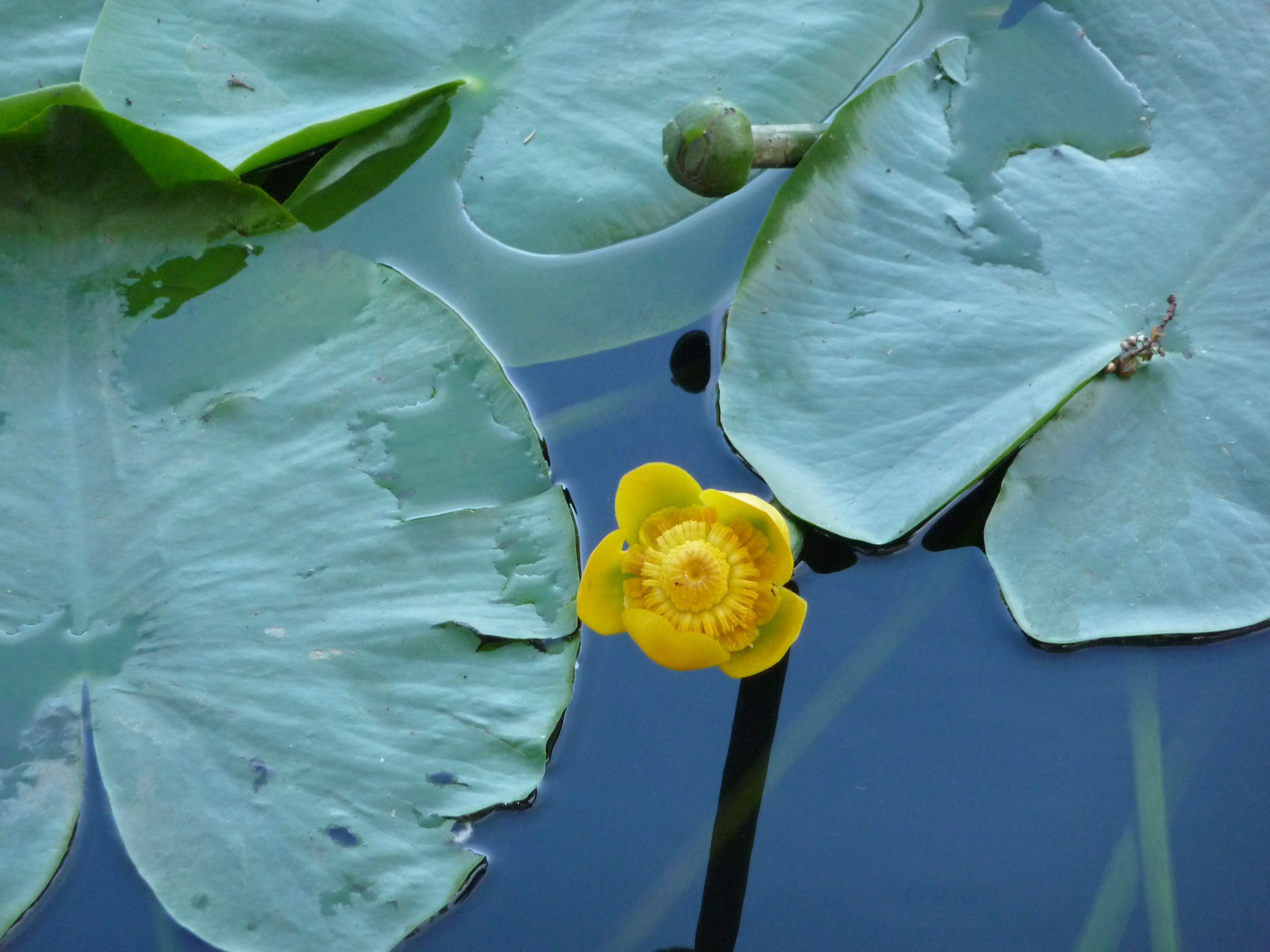 yellow lotus flower bud