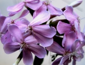 purple 5-petaled cluster flower in close-up photography thumbnail