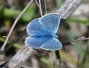 blue butterfly thumbnail