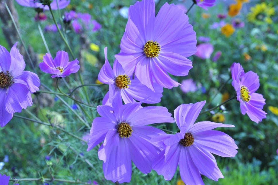 purple cosmos flower preview