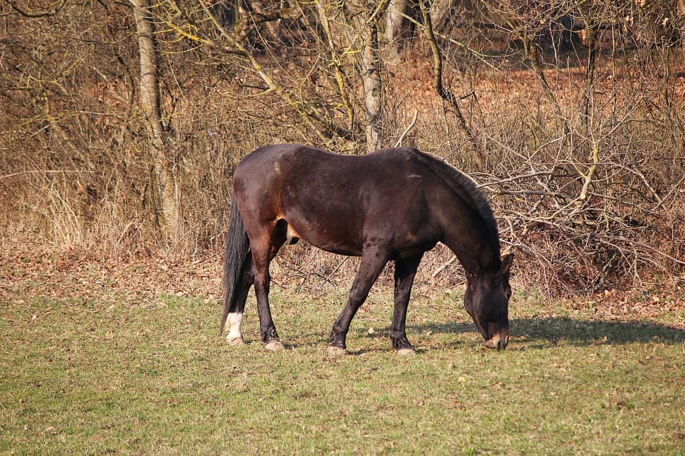 black horse eating on grass during daytime preview