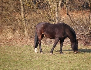 black horse eating on grass during daytime thumbnail