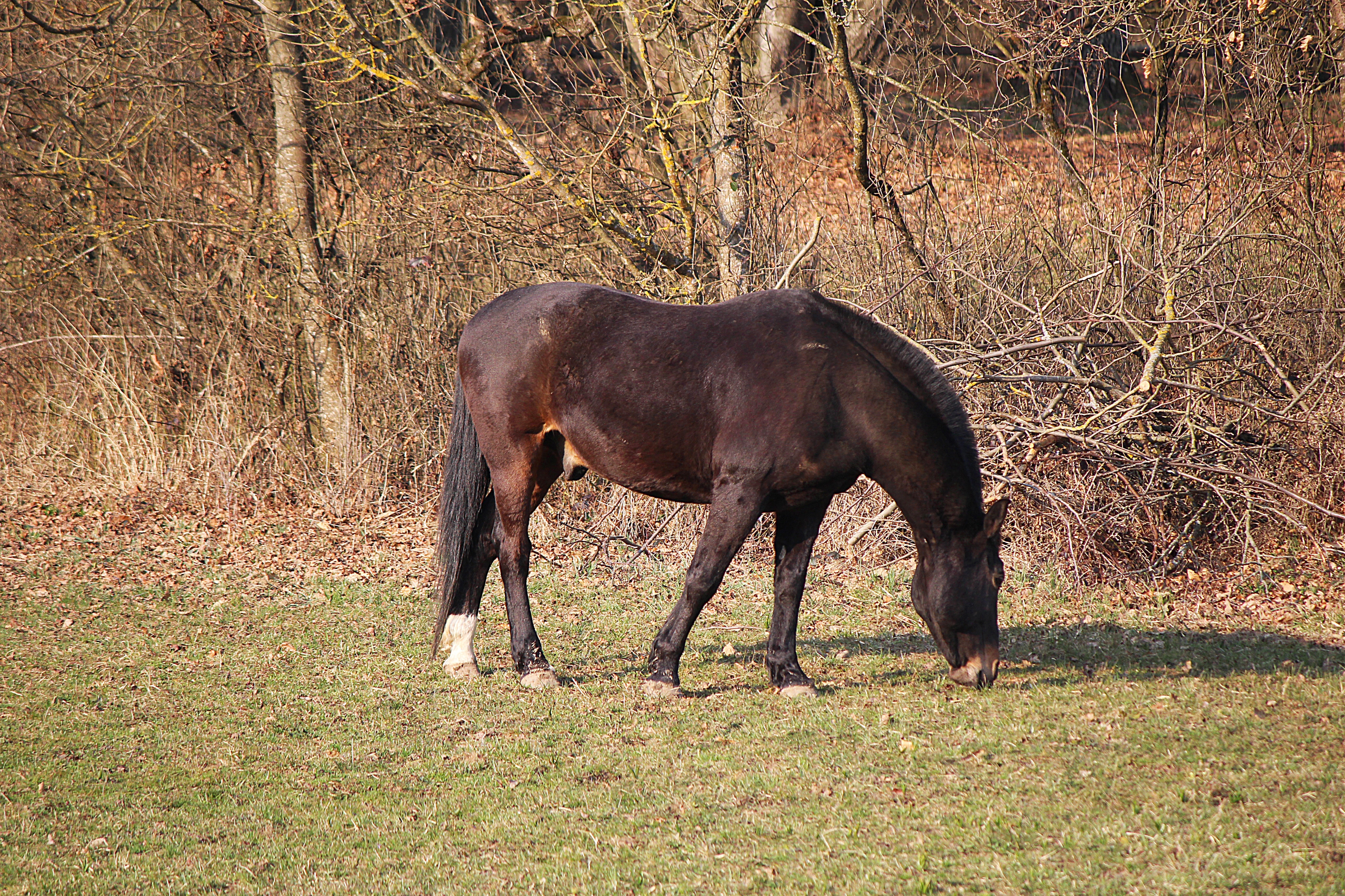 black horse eating on grass during daytime