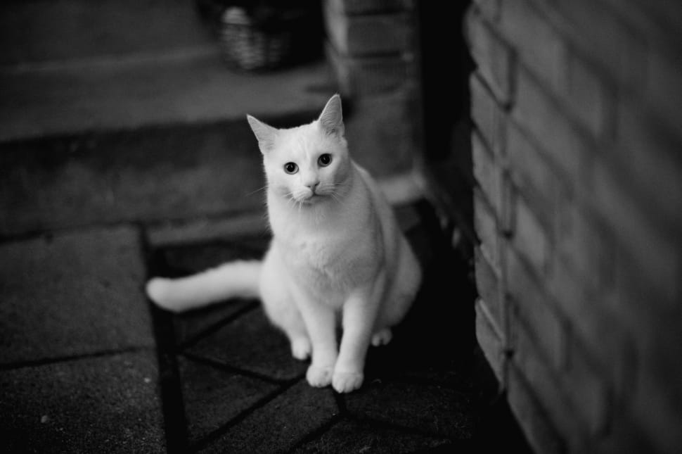 white cat preview