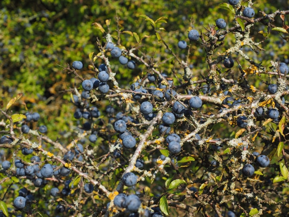blueberry fruit preview