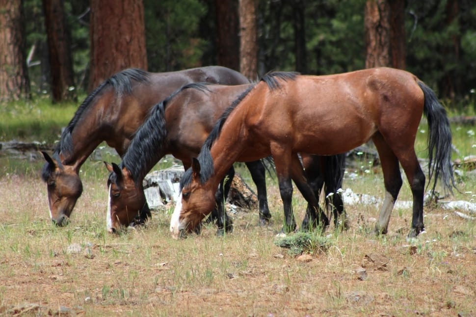 3 brown and black short coated horses preview