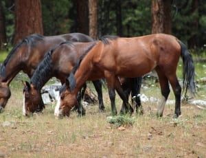3 brown and black short coated horses thumbnail