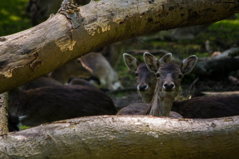 two deer near two tree trunks preview