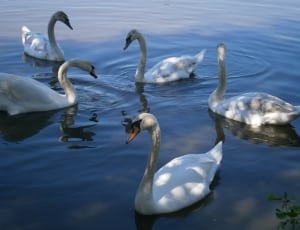 flock of swan thumbnail