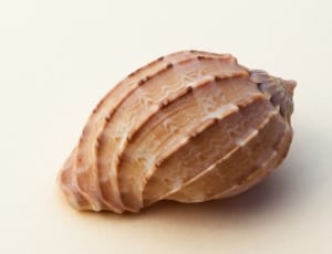 brown sea shell thumbnail