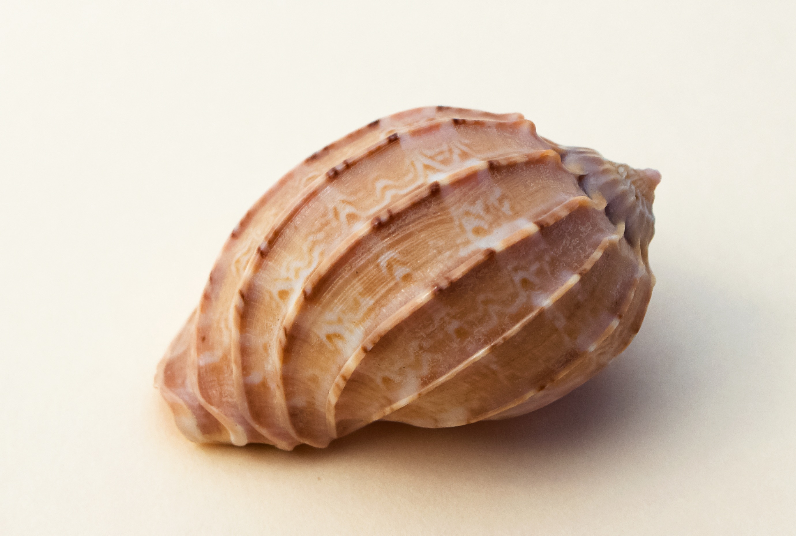 brown sea shell