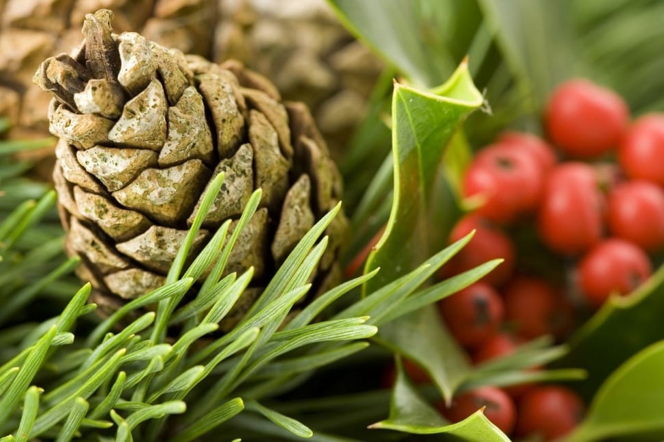 grey pine cone preview