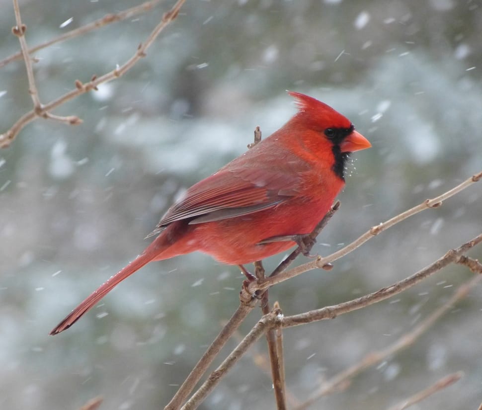 red northern cardinal preview