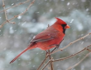 red northern cardinal thumbnail