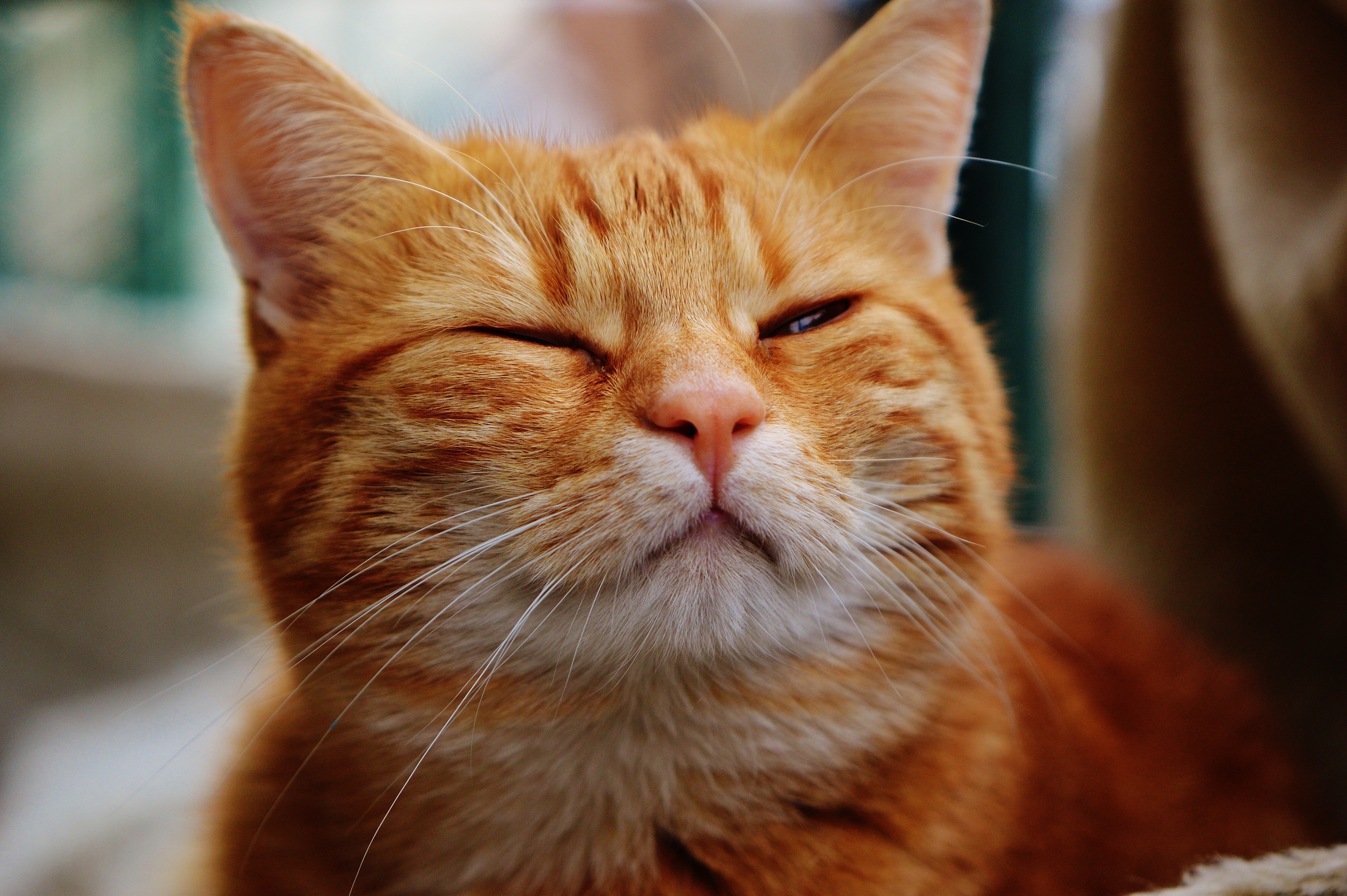 orange tabby cat names