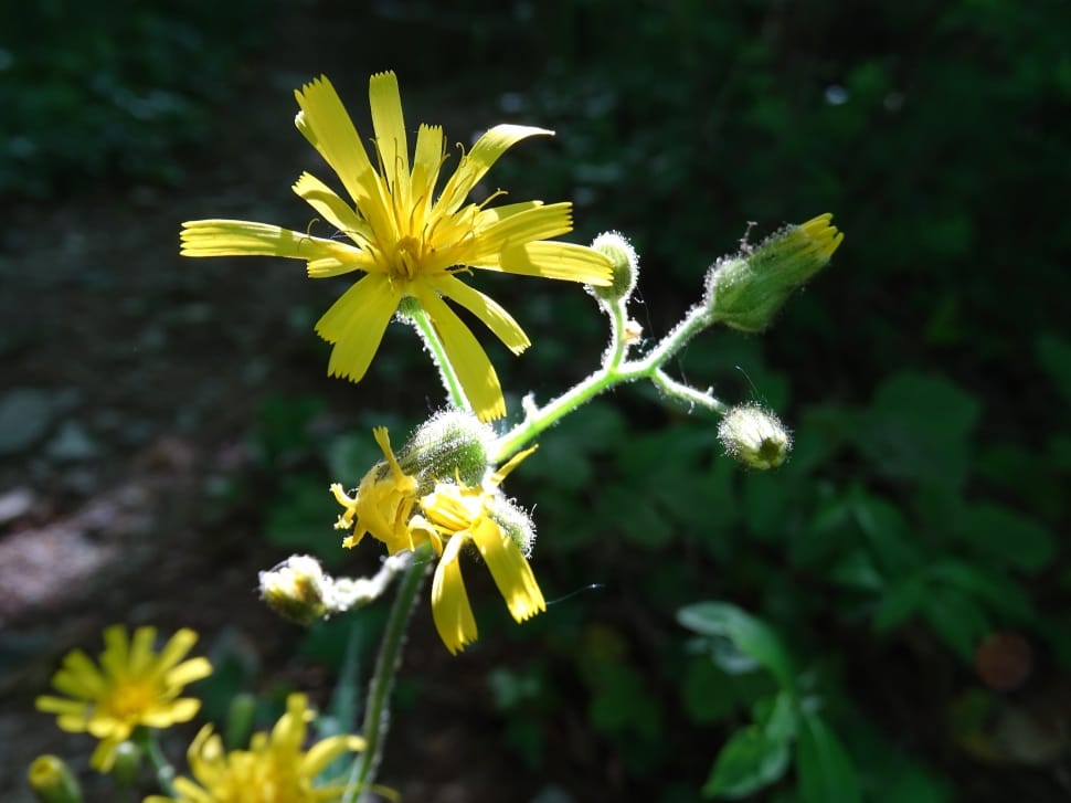 yellow sow thistle preview