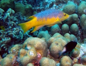 yellow and purple fish thumbnail