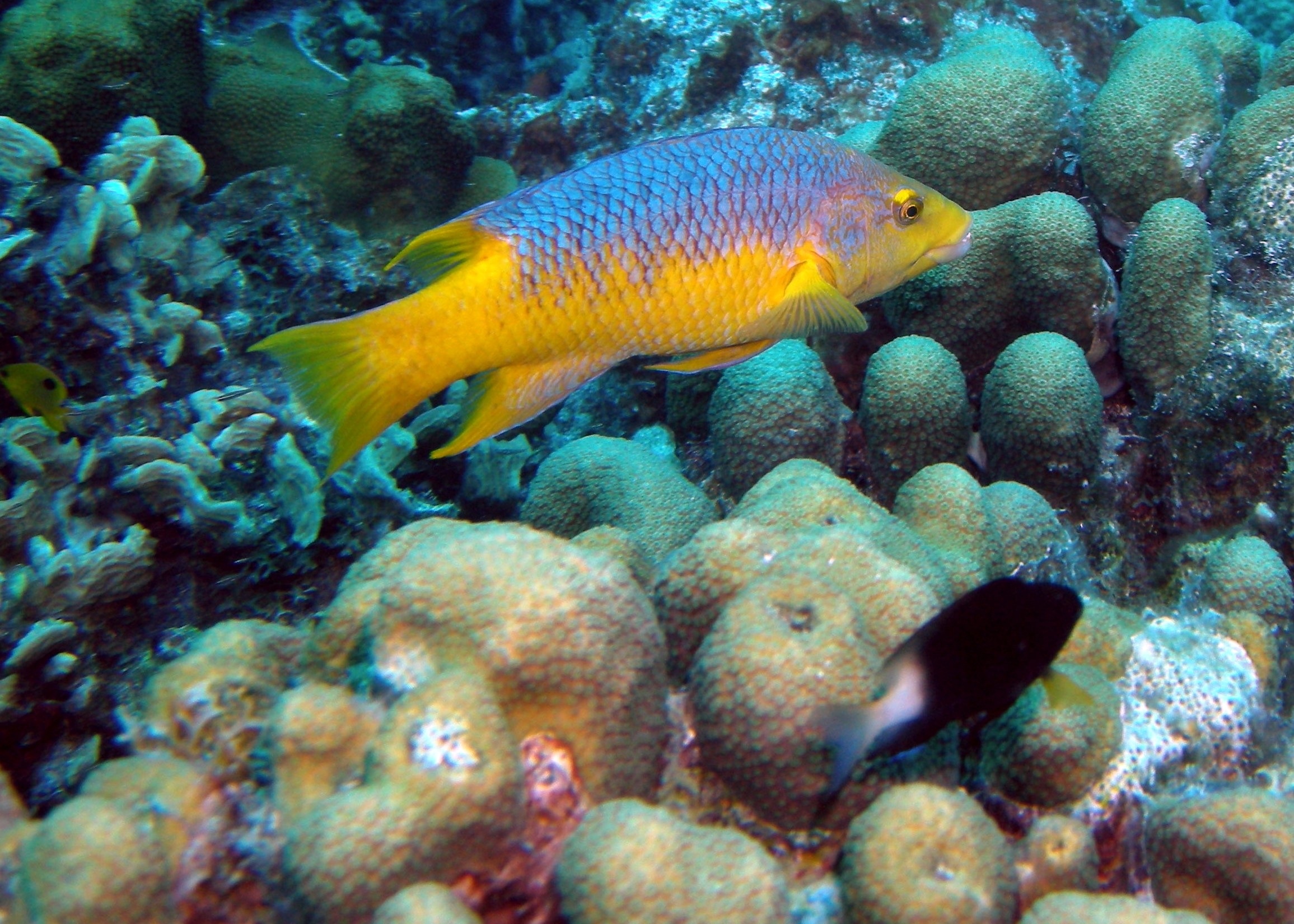 yellow and purple fish