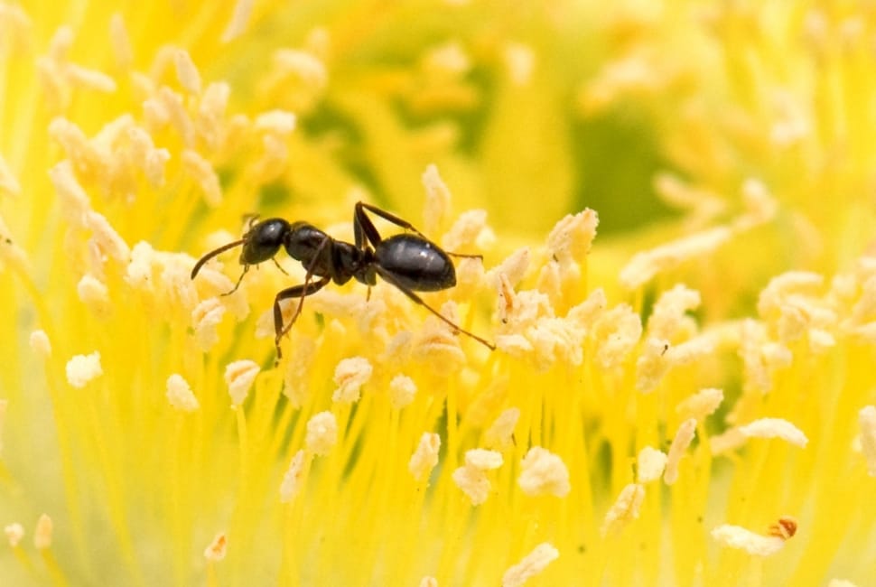 garden ant on yellow flower stigma closeup phot preview