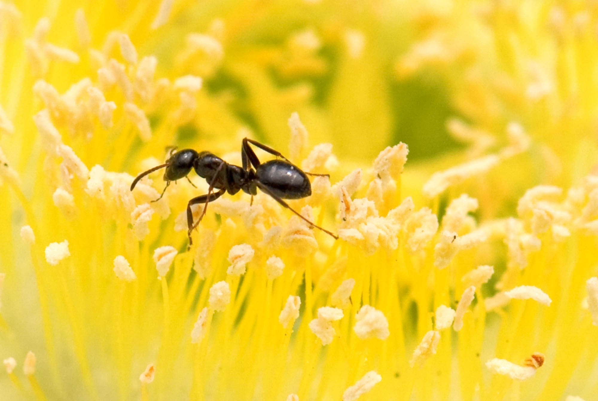 garden ant on yellow flower stigma closeup phot
