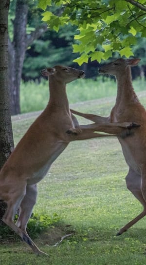 two brown deers thumbnail
