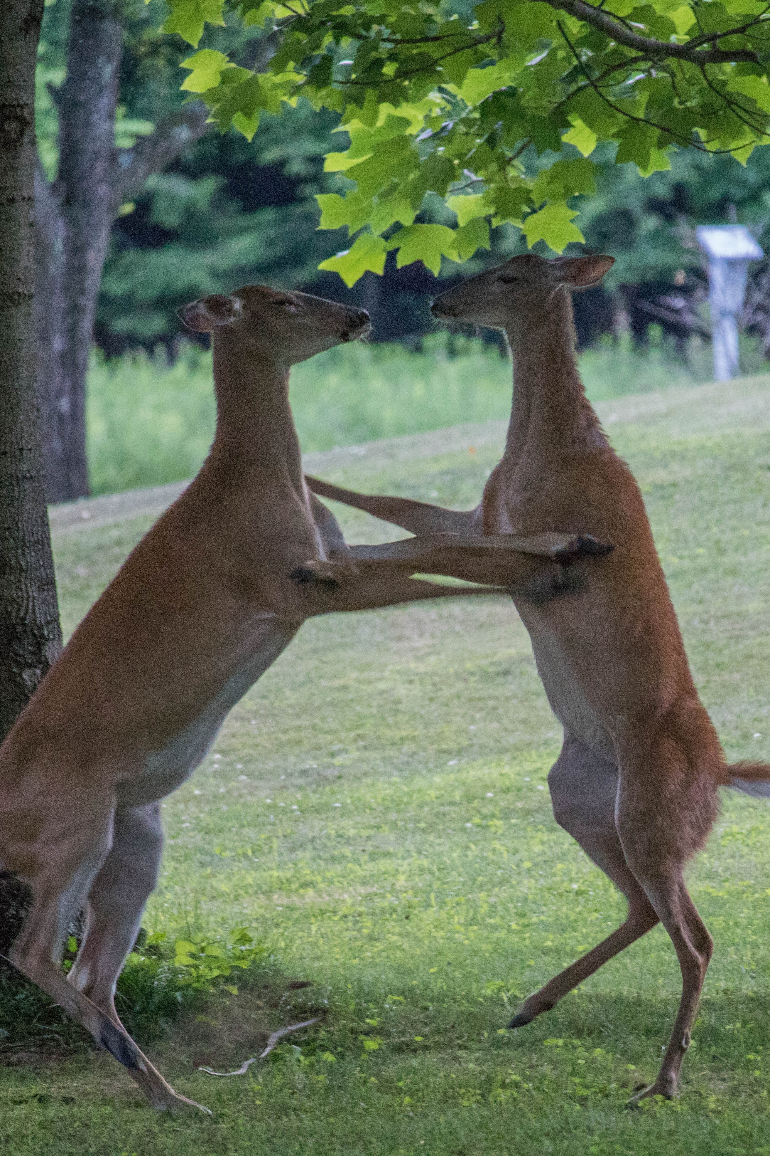 two brown deers