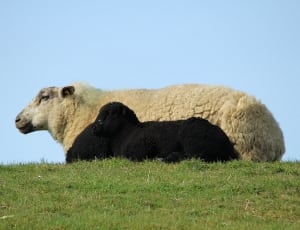 beige sheep and black sheep thumbnail