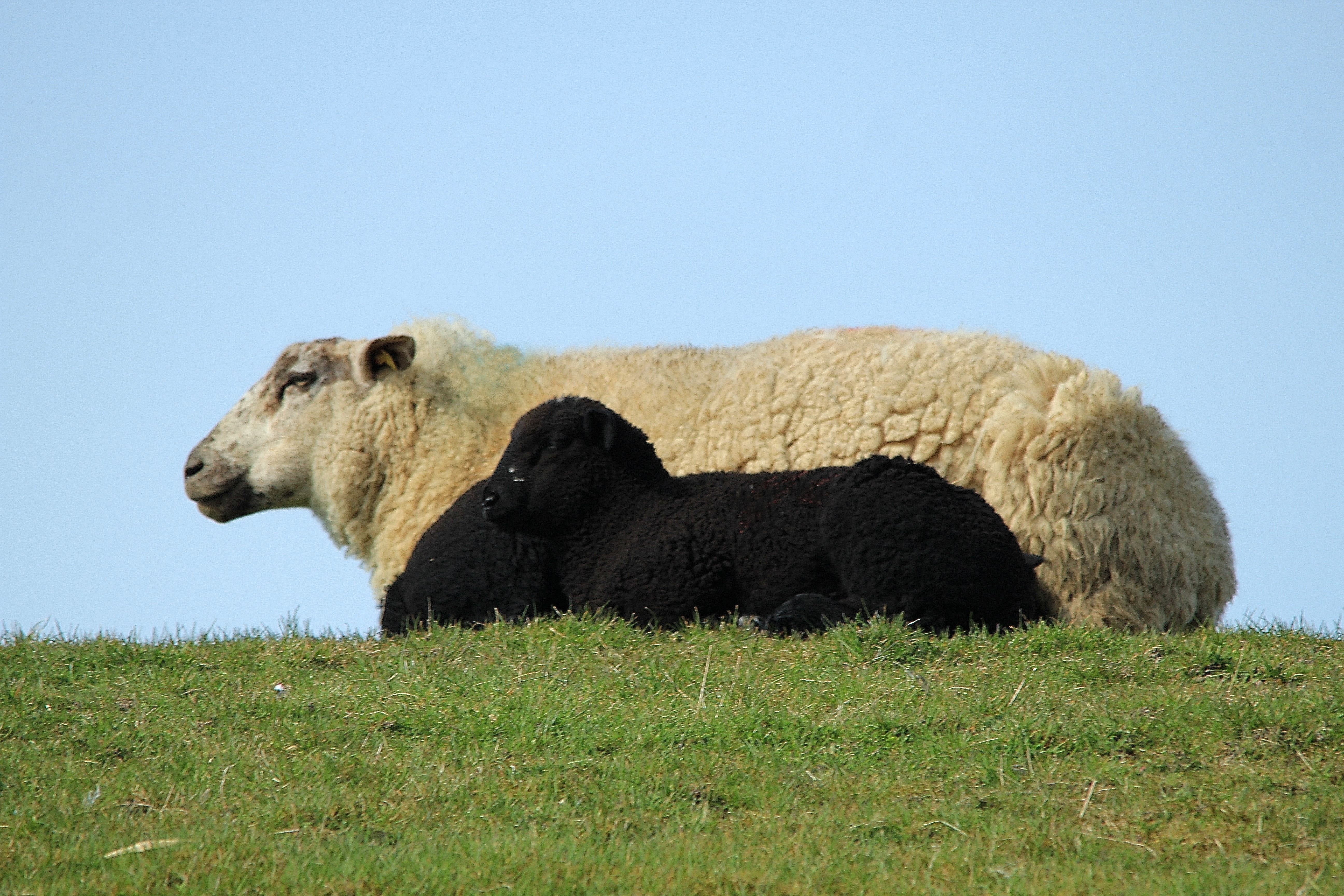 beige sheep and black sheep