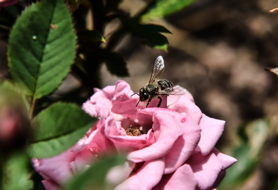 black and brown honey bee and pink rose preview