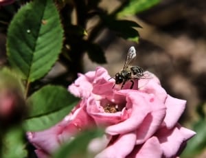 black and brown honey bee and pink rose thumbnail