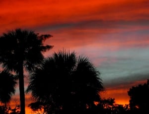 silhouette photo of palm trees thumbnail