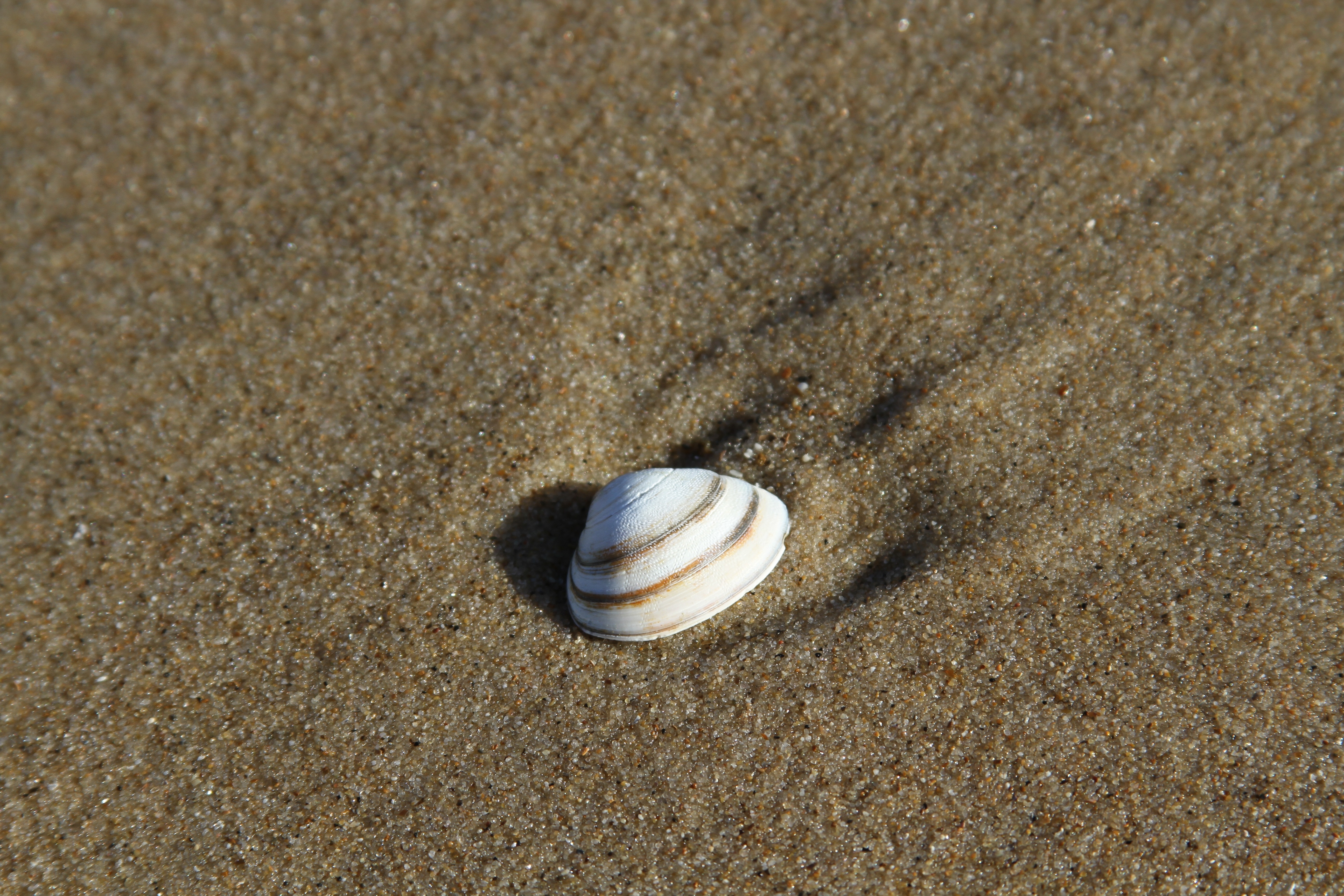 white and brown clam