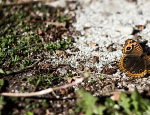 brown and yellow butterfly thumbnail