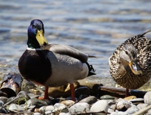 male and female mallard duck thumbnail