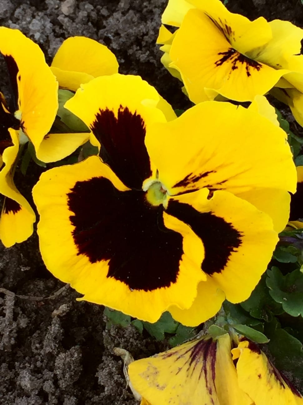yellow and black pansies preview