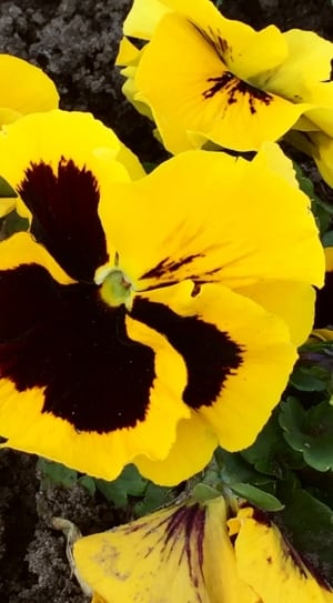 yellow and black pansies thumbnail