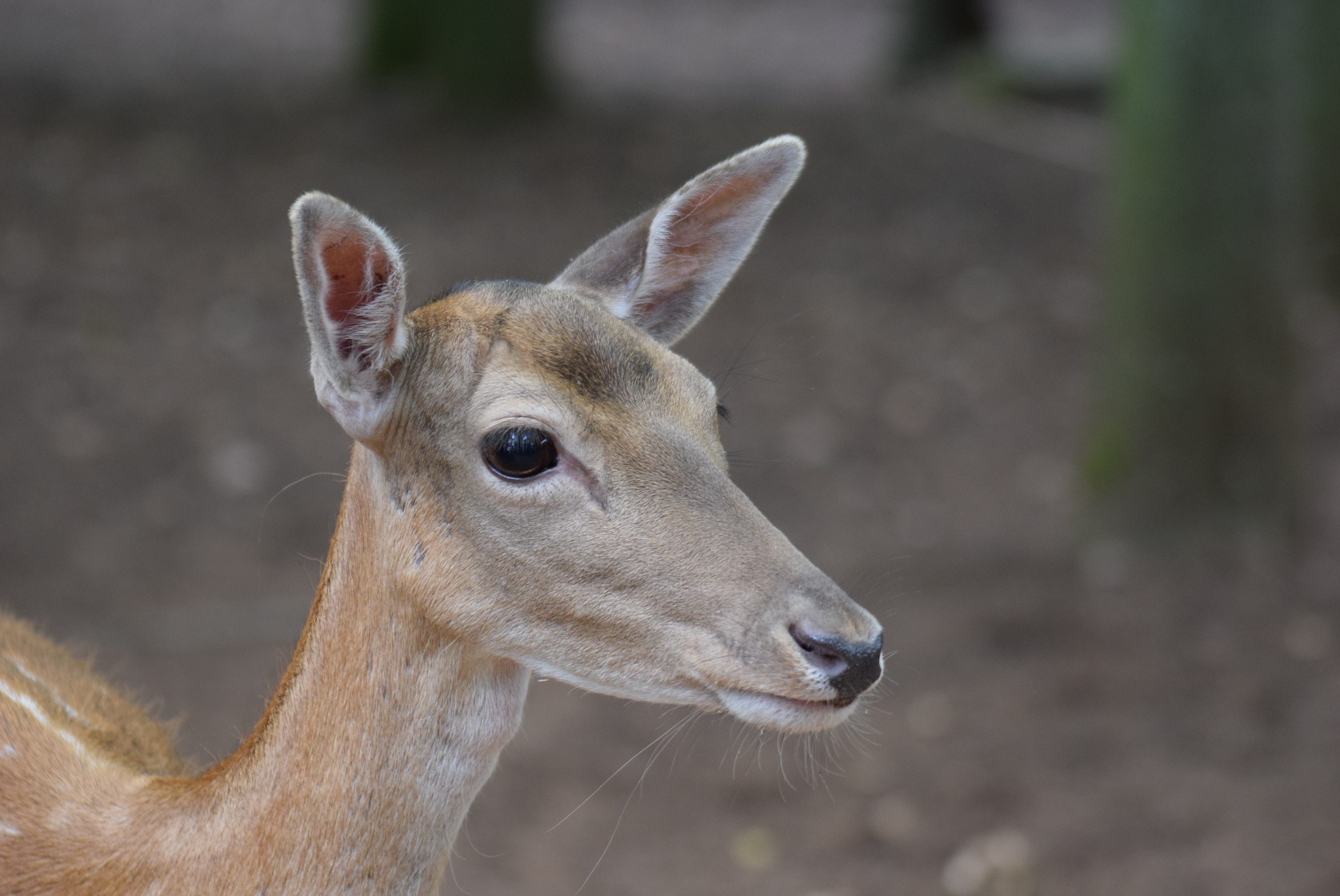 brown deer