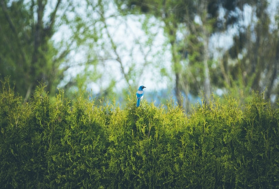 blue and white bird on green plant during daytime preview
