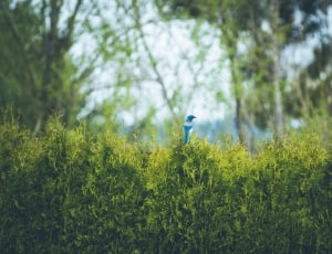blue and white bird on green plant during daytime thumbnail