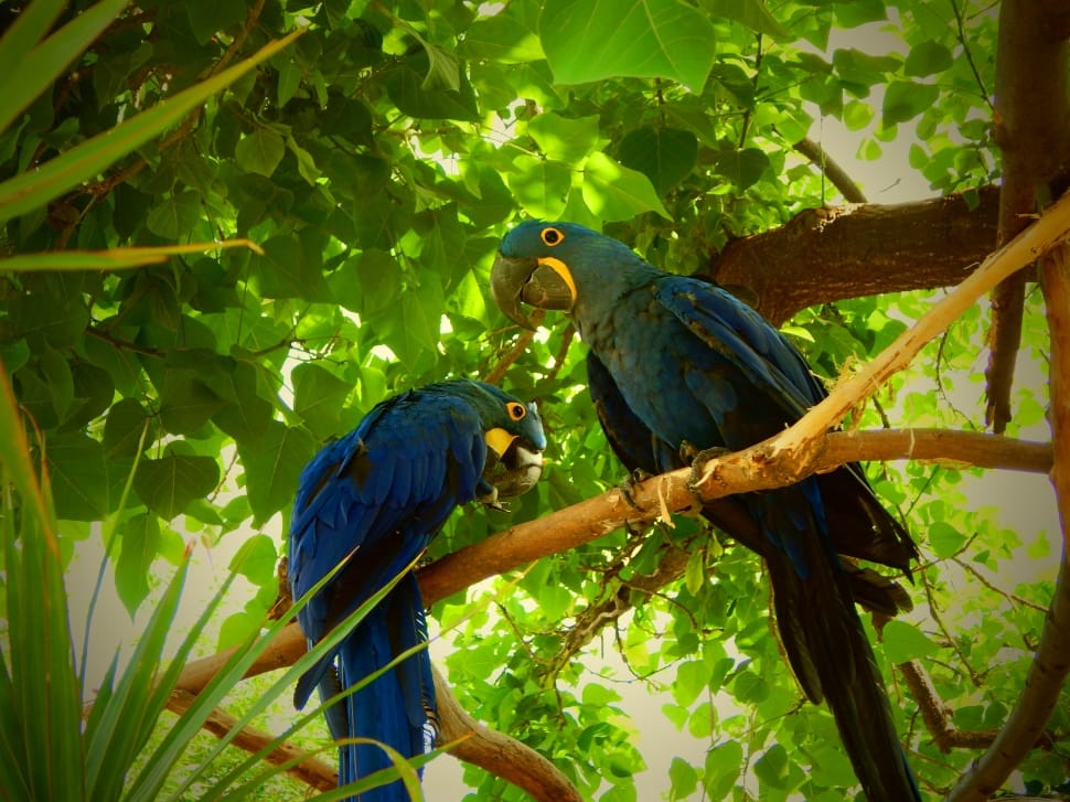 2 hyacinth macaws preview