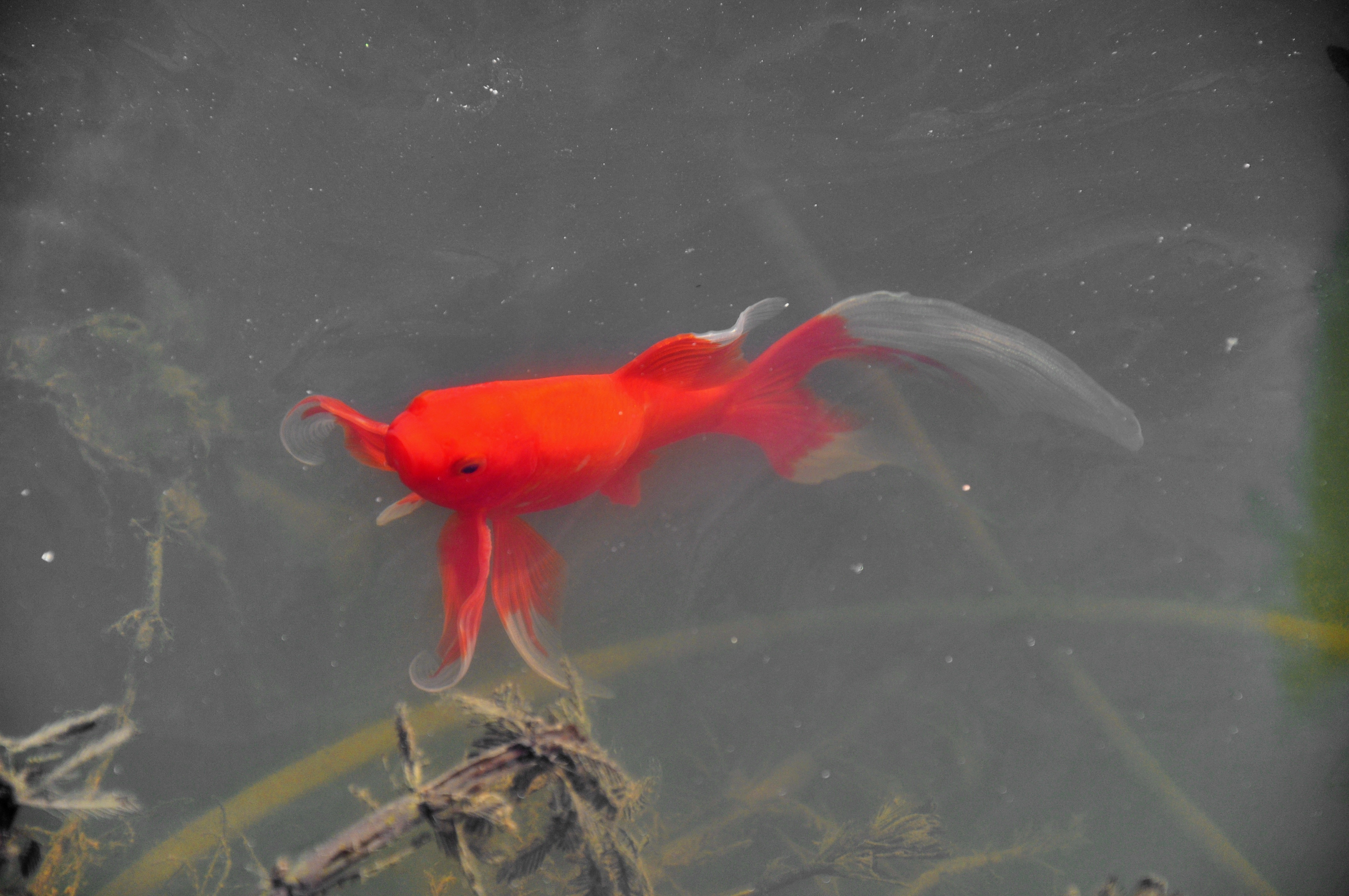 red white fish